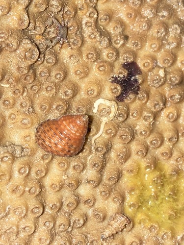 Euchelus atratus