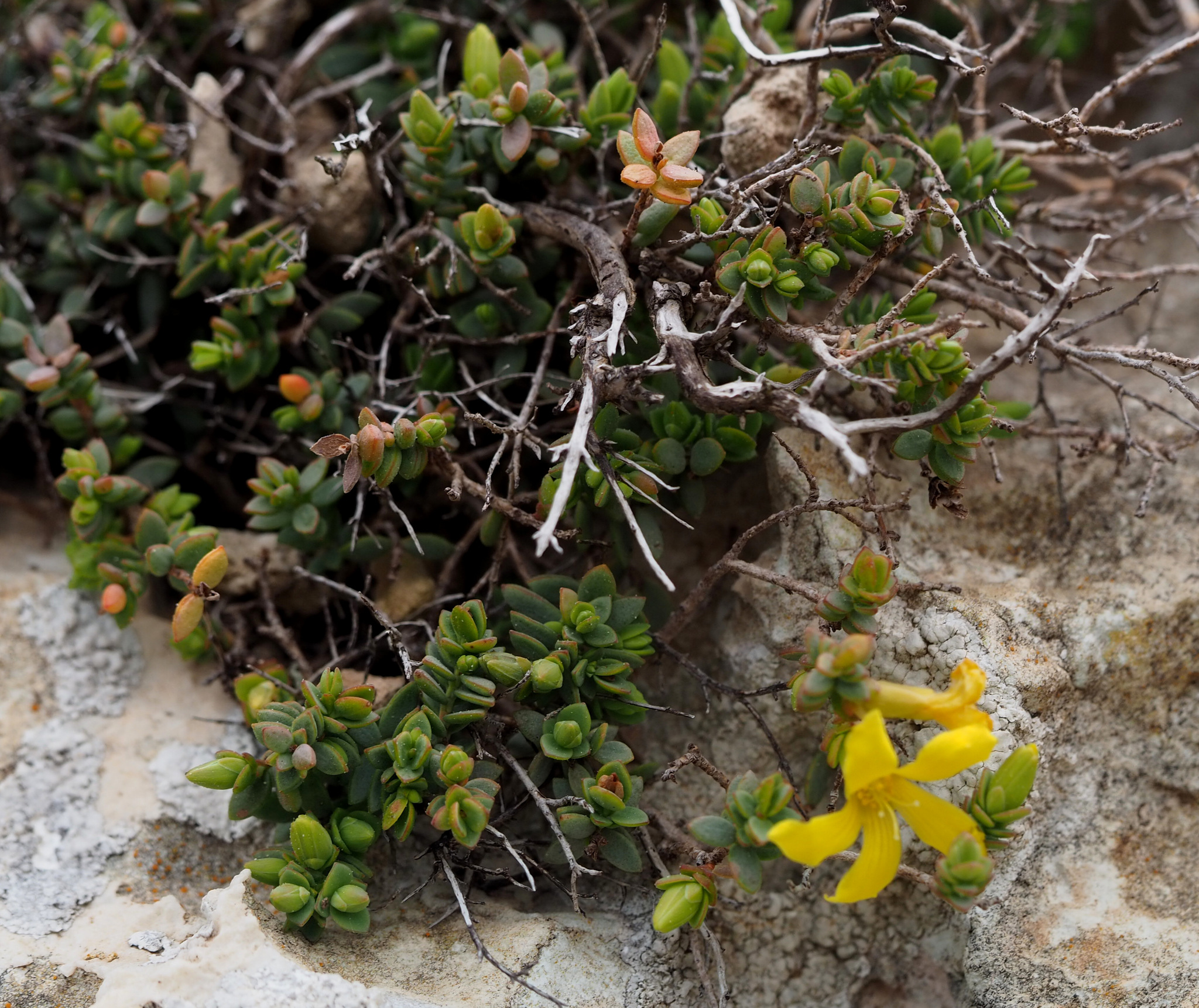 Hypericum aegypticum