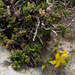 Egyptian St John's Wort - Photo (c) Ron Frumkin, some rights reserved (CC BY-NC), uploaded by Ron Frumkin
