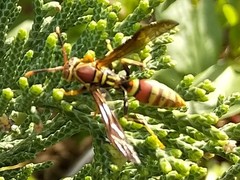 Polistes exclamans