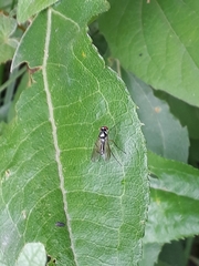 Tanypezidae