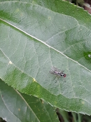 Tanypezidae