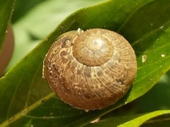 Cornu aspersum