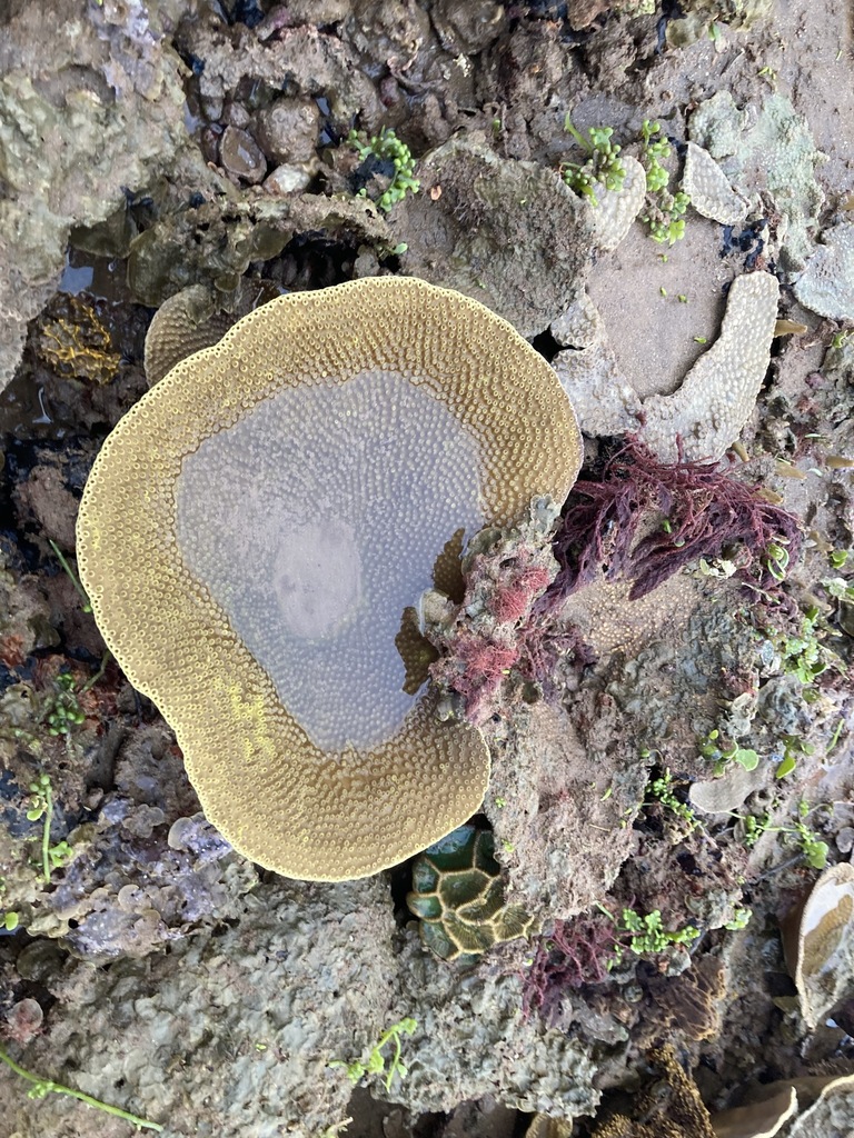 Salad Coral in October 2023 by thereefstalker · iNaturalist