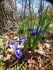Iris reticulata