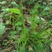 Carex oxylepis - Photo 由 Matthew Herron 所上傳的 (c) Matthew Herron，保留部份權利CC BY-NC