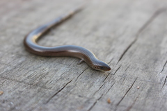 Chalcides striatus