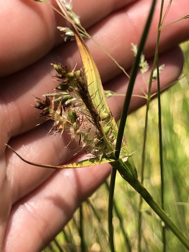 Carex brownii iNat (2)