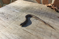 Chalcides striatus