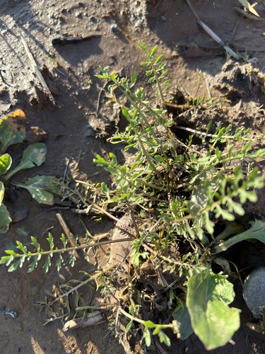 Rorippa sylvestris iNat (3)