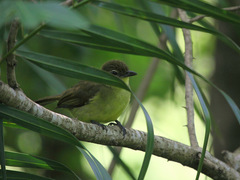 Chlorocichla flaviventris