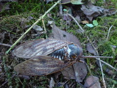 Graptopsaltria nigrofuscata
