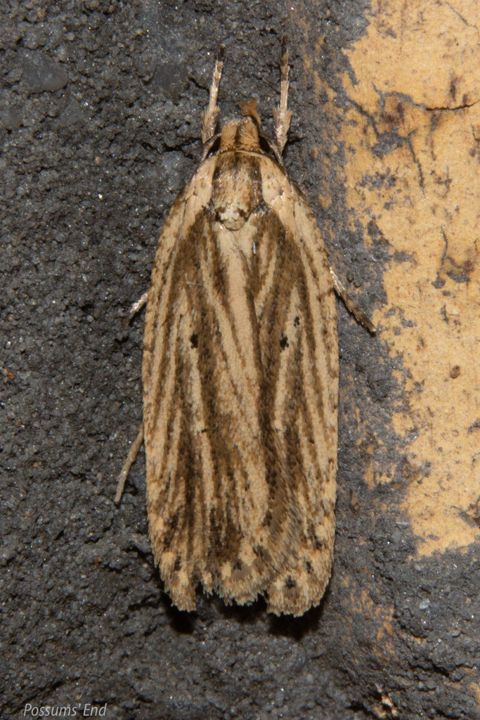 Gorse Soft Shoot Moth (Lancashire Key Species - Butterflies, Moths and ...