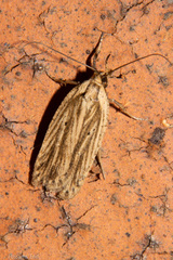 Agonopterix umbellana