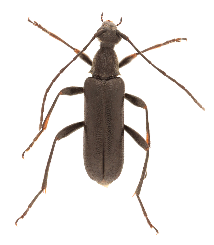 Grammoptera subargentata