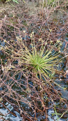 Eriocaulon omuranum iNat (1)