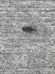 Gryllus texensis