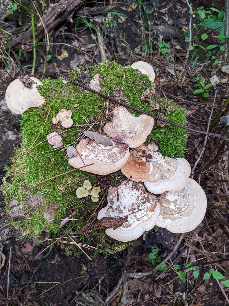 Fomitopsis dickinsii · October 2022 · photo: © timur_kalininsky (iNaturalist, cc-by)
