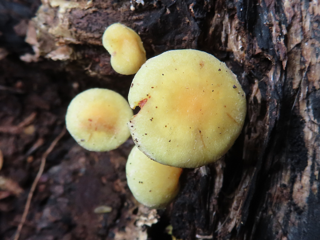 Hypholoma fasciculare · October 2022 · photo: © timur_kalininsky (iNaturalist, cc-by)