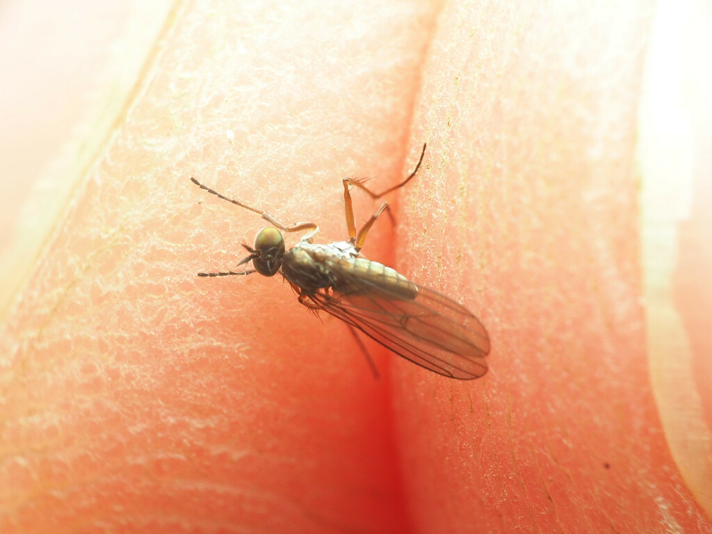 Campsicnemus hirtipes