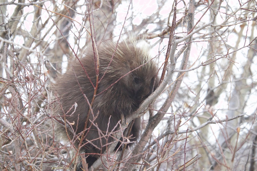 North American Porcupine From Northwest Calgary Calgary AB Canada On   Large 