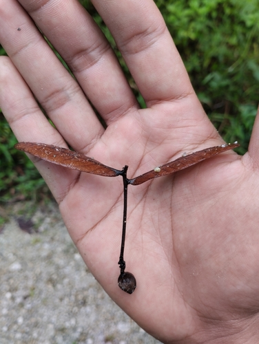 Enkleia malaccensis observed 2023-11-09