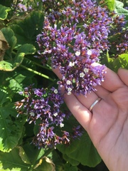 Limonium perezii