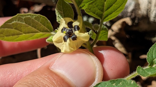 Husk tomato (Physalis pubescens)