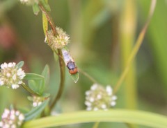 Stratiomyomorpha