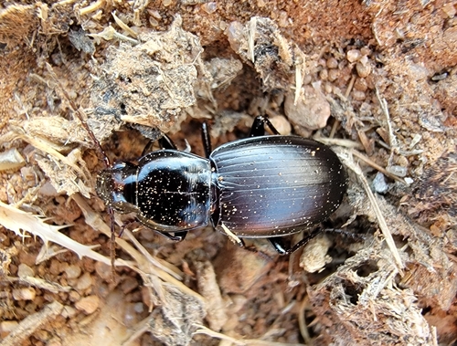 iNaturalist observation photo of Hypherpes