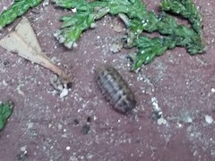 Armadillidium vulgare