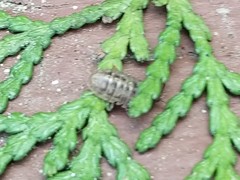 Armadillidium vulgare