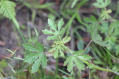 Hibiscus aculeatus