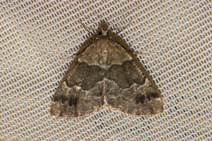 Pseudocoremia pergrata