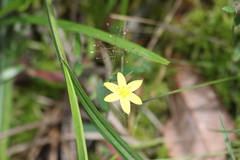 Hypoxis sessilis