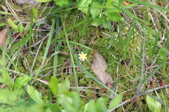 Hypoxis sessilis