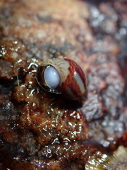 Tricolia pullus
