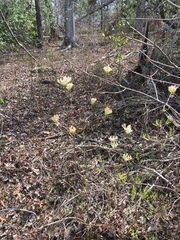 Rhododendron canescens