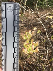 Rhododendron canescens