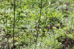 Penstemon laxiflorus