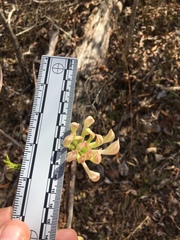 Rhododendron canescens