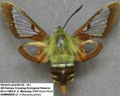 Hemaris gracilis