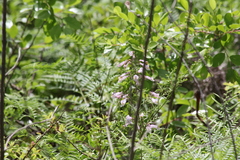 Penstemon laxiflorus
