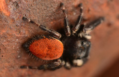 Phidippus princeps