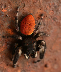 Phidippus princeps
