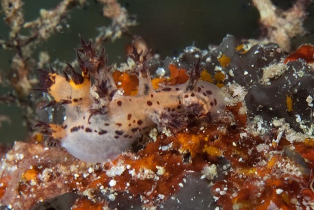 Cabangus regius