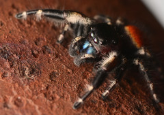 Phidippus princeps
