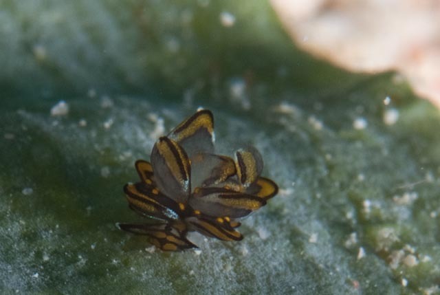 Tiger Butterfly Sea Slug