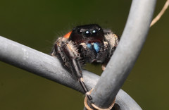 Phidippus princeps
