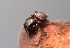 Chalcoscirtus diminutus